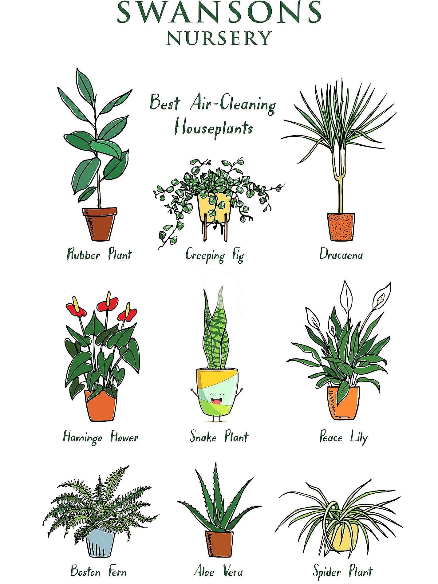 Indoor plants improving air quality and mood