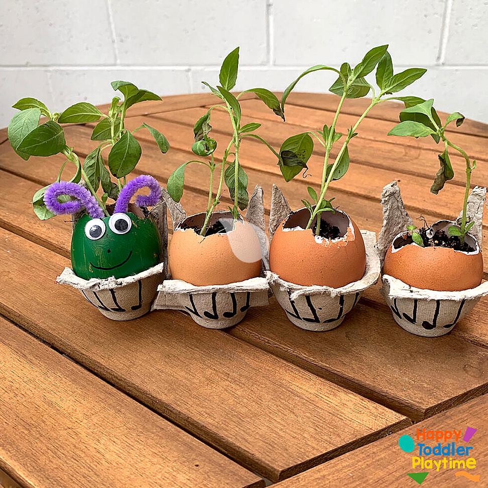 Eggshell planters with growing herb seedlings on a windowsill