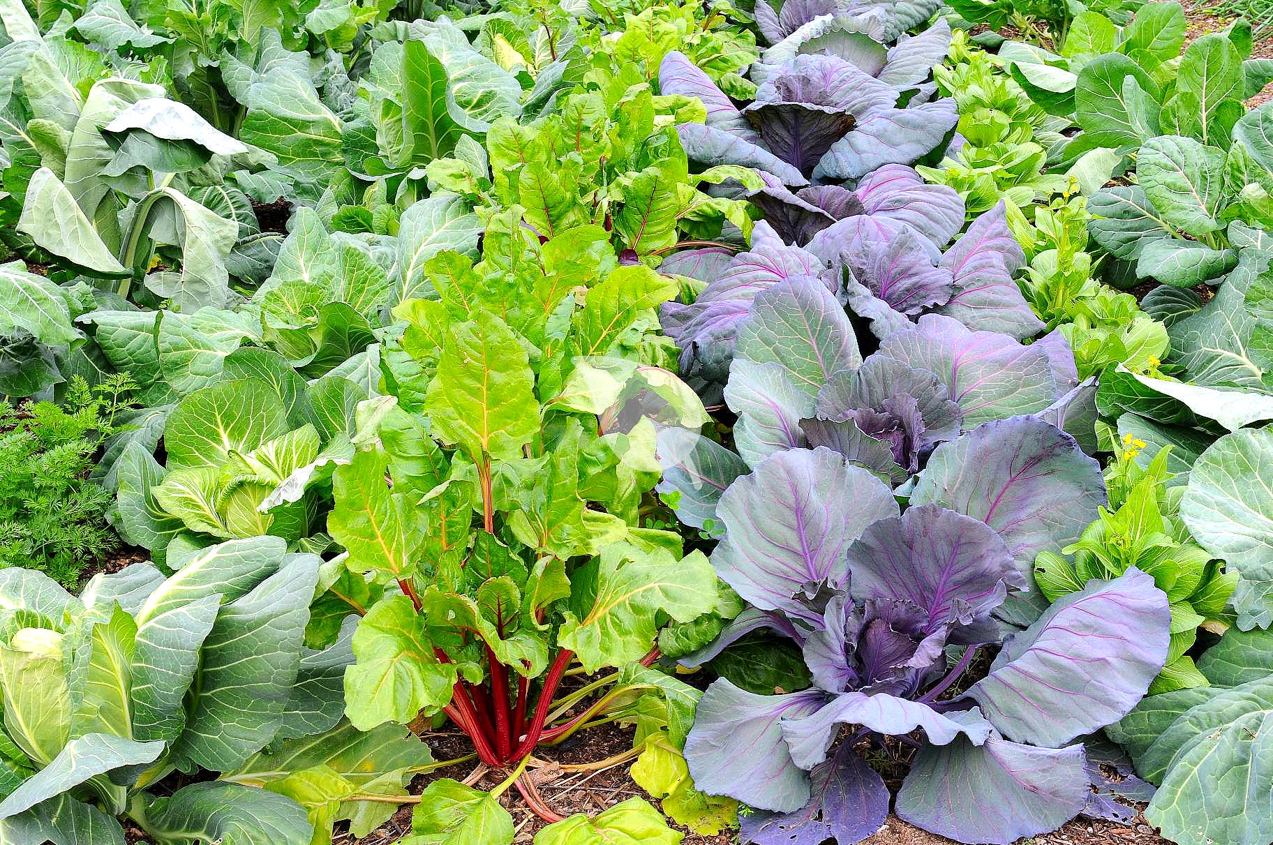 Children harvesting winter vegetables in a frosty garden