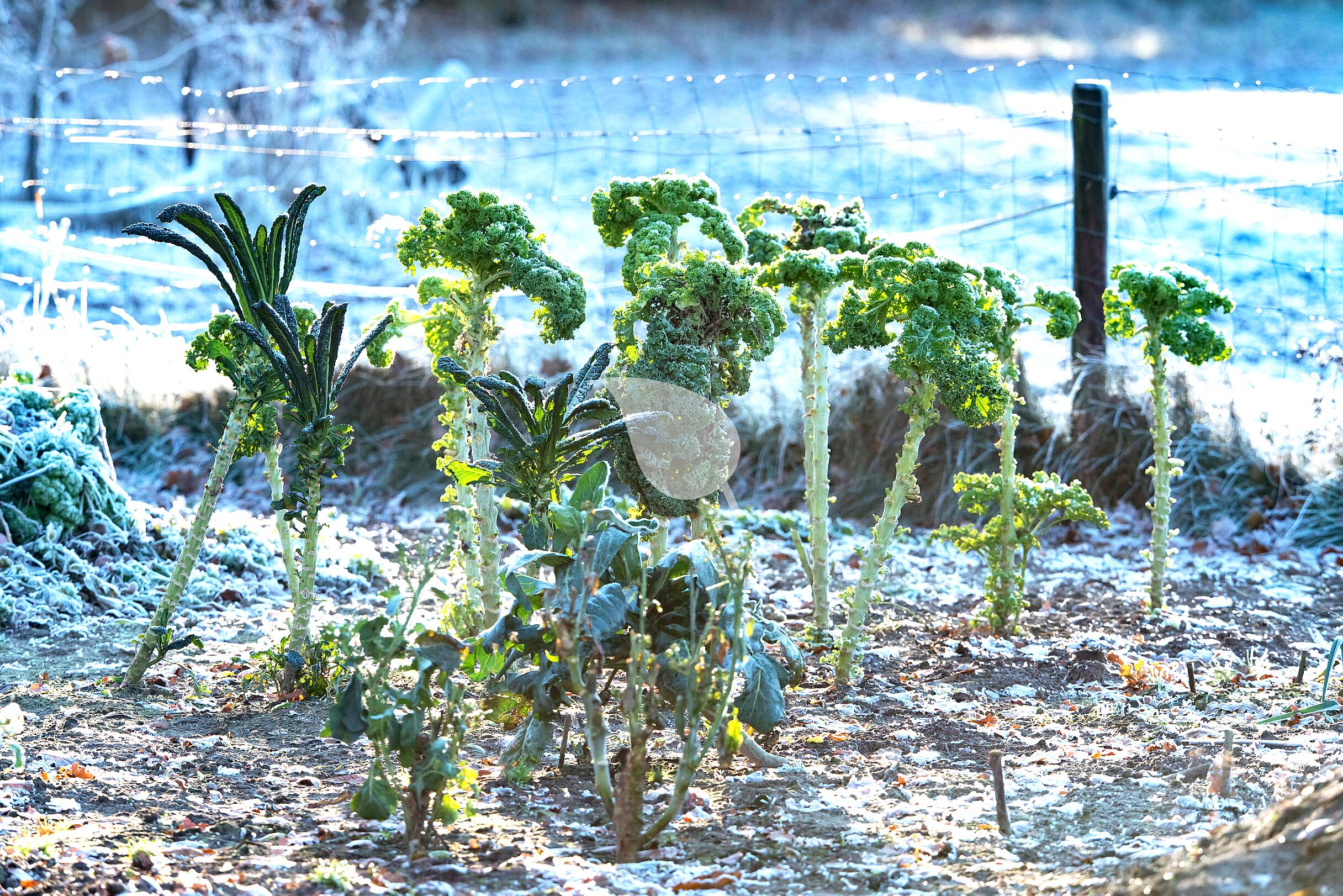 Kids harvesting frost-tolerant kale in winter
