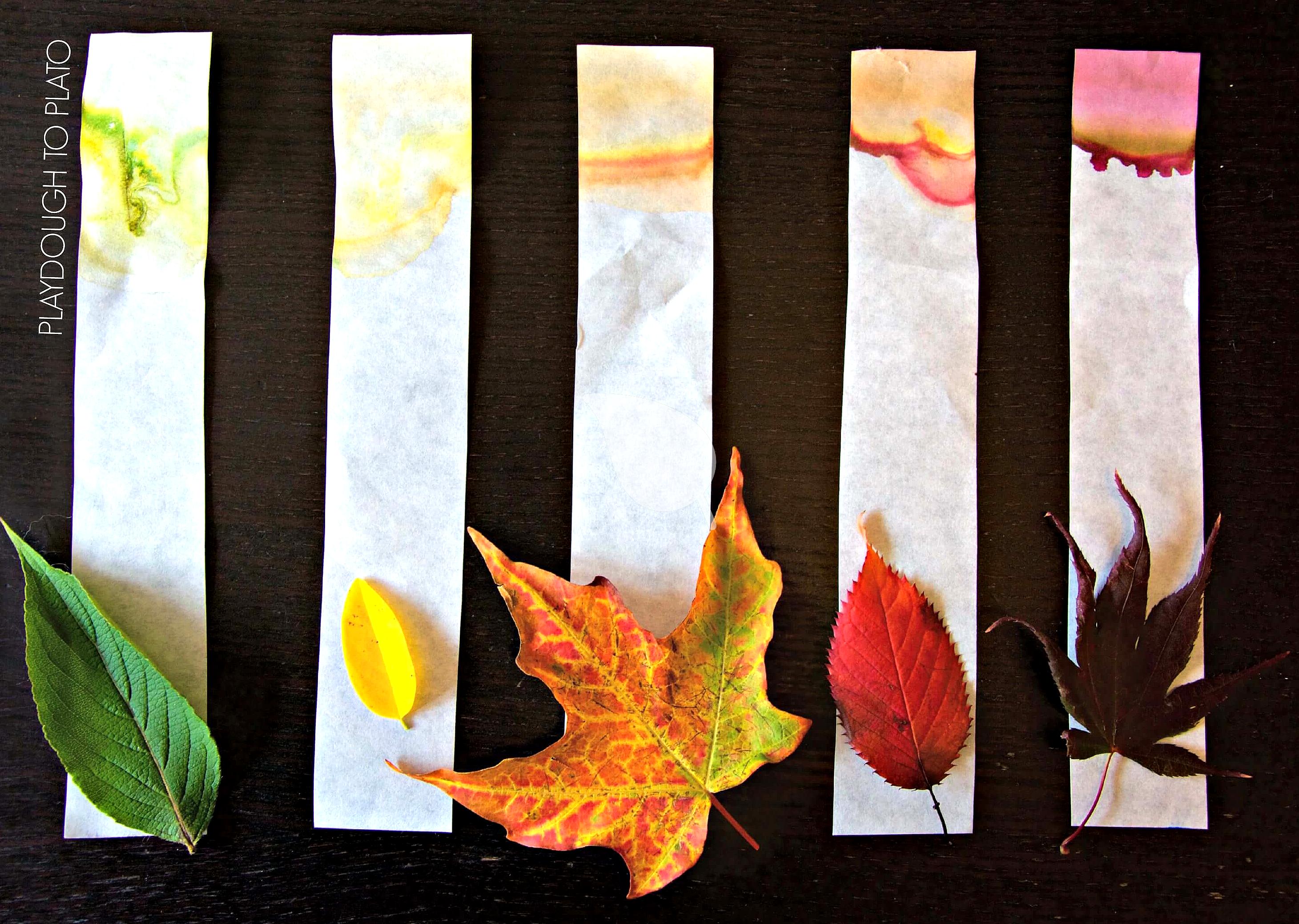 Chromatography paper displaying separated leaf pigments