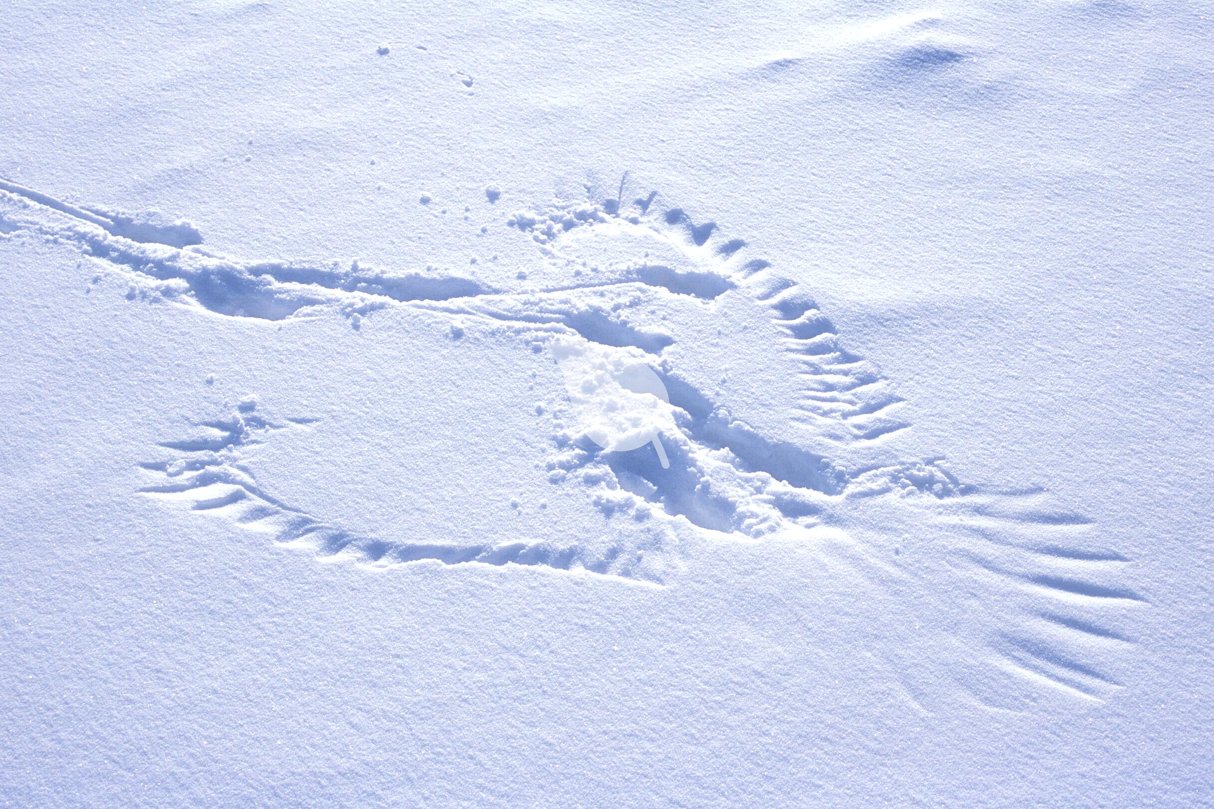 Close-up of animal tracks in snow