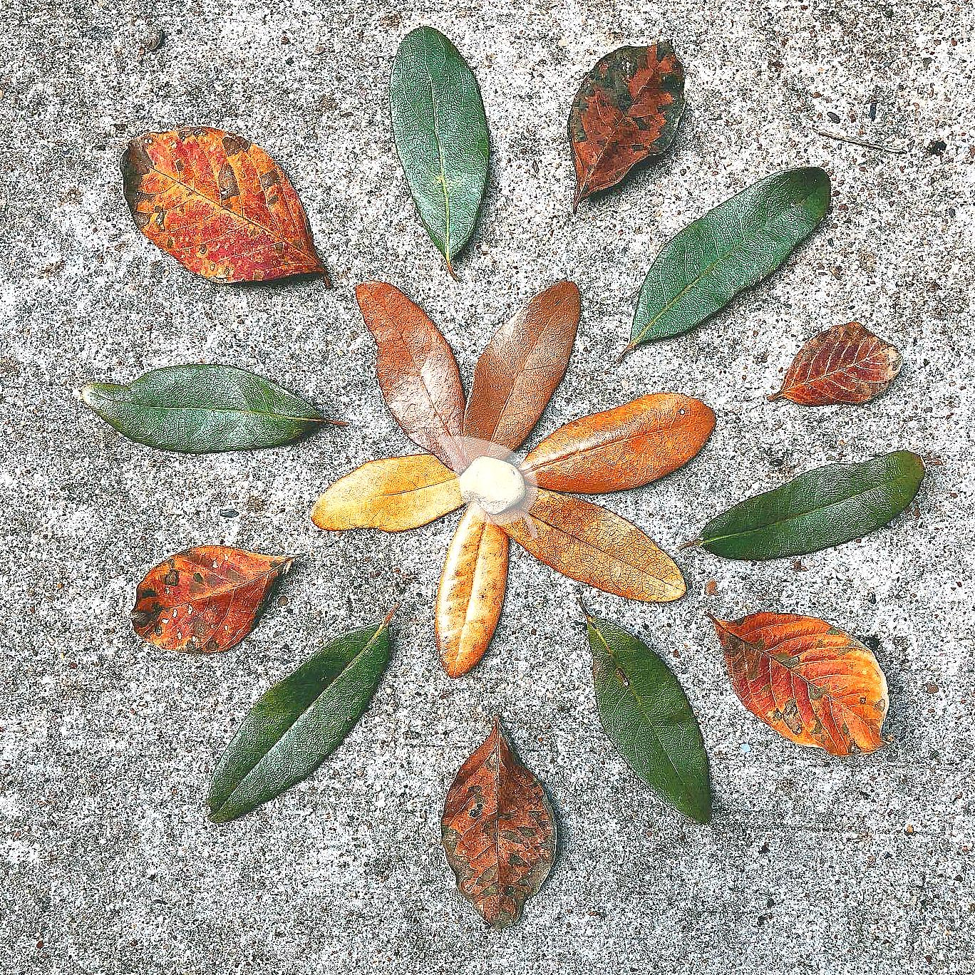 Child creating a leaf mandala in nature